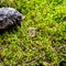 Scandinavian rune Sowilo light, sun, on wet moss.