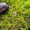 Scandinavian rune Wunjo joy, on wet moss.