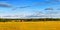 Scandinavian wheat landscape