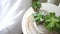 Scandinavian white interior home decor details, succulents on table