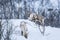 Scandinavian wild male and female reindeer or caribou standing in a forest with snow