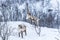 Scandinavian wild male and female reindeer or caribou standing i