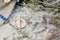 Scandinavian wooden rune Laguz, Lagu on a rough linen cloth with amethyst crystalline, rock crystal and dried wormwood