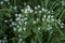 Scandix pecten-veneris  plant in bloom