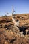 Scant vegetation king Canyon Northern Territory Australia