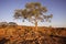 Scant vegetation king Canyon Northern Territory Australia