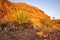 Scant vegetation king Canyon Northern Territory Australia