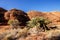 Scant vegetation king Canyon Northern Territory Australia