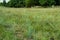 Scanty field of flowering forage grass of canyushy