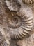 Scaphites fossil - genus of extinct cephalopod