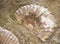 Scaphites - genus of extinct cephalopod from Morocco