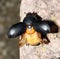 Scarab beatle