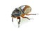 Scarab beetle