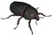 Scarab beetle