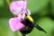 Scarab, beetle , beautiful beetle on pink flower