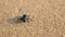 Scarab beetle crowling on the sand dune i