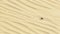 Scarab beetle in desert