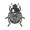 Scarab beetle engraving vector illustration