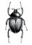 Scarab Beetle hand draw vintage engraving style black and white clipart isolated on white background