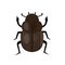 Scarab beetle insect icon, flat style. Symbol of ancient Egypt. Isolated on white background. Vector illustration