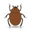 Scarab Beetle Insect Vector