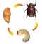 Scarab beetle. Life cycle