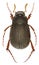 Scarab Beetle Maladera on white Background