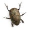 Scarab beetle - Onthophagus Sp, in front of white background
