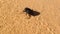 Scarab beetle on sand dune