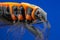 scarab beetle seen in profile in orange and black on a blue background