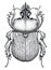 Scarab beetle tattoo. Dot work tattoo. Insect. Symbol of eternal life, resurrection, revival