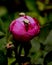 Scarab Beetles Crawling Over a Dead Rose