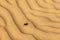 Scarab (Scarabaeus) beetle on desert sand