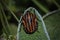 Scarabaeidae beetle