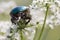 Scarabaeidae beetle feeding