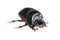 The Scarabaeus - Dung beetle isolated on a white