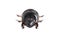 The Scarabaeus - Dung beetle isolated on a white