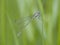 Scarce blue-tailed damselfly, Ischnura pumilio