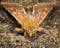 Scarce bordered straw (Helicoverpa armigera) moth