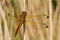 Scarce chaser