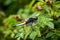 Scarce chaser dragonfly