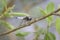 A scarce chaser dragonfly resting near water