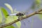 A scarce chaser dragonfly resting near water