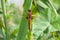 A Scarce Chaser,with one wing failing to expand.