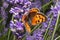 The scarce copper  is a butterfly of the family Lycaenidae. Lycaena virgaureae sitting on a green violet flowers. Butterfly macrop