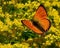 Scarce copper butterfly, lycaena virgaureae