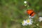 Scarce copper on common daisy