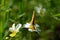 The scarce copper Lycaena virgaureae in closeup