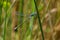 A Scarce Emerald Damselfly in the summer sun.