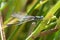 A Scarce Emerald Damselfly in the summer sun.